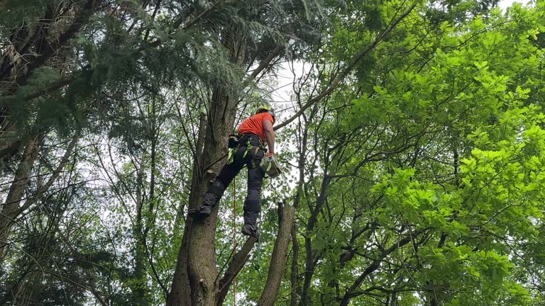 Seasonal Cleanup (Spring/Fall) in Shelter Island Heights, NY